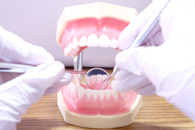模型の歯を調べる歯医者